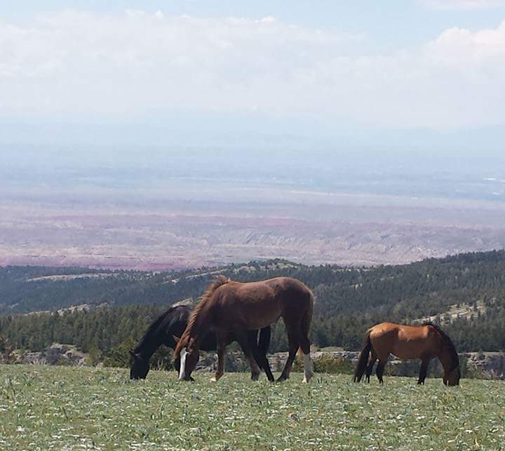 Wild Horses and a Shuttle Ride in&nbsp;Florida