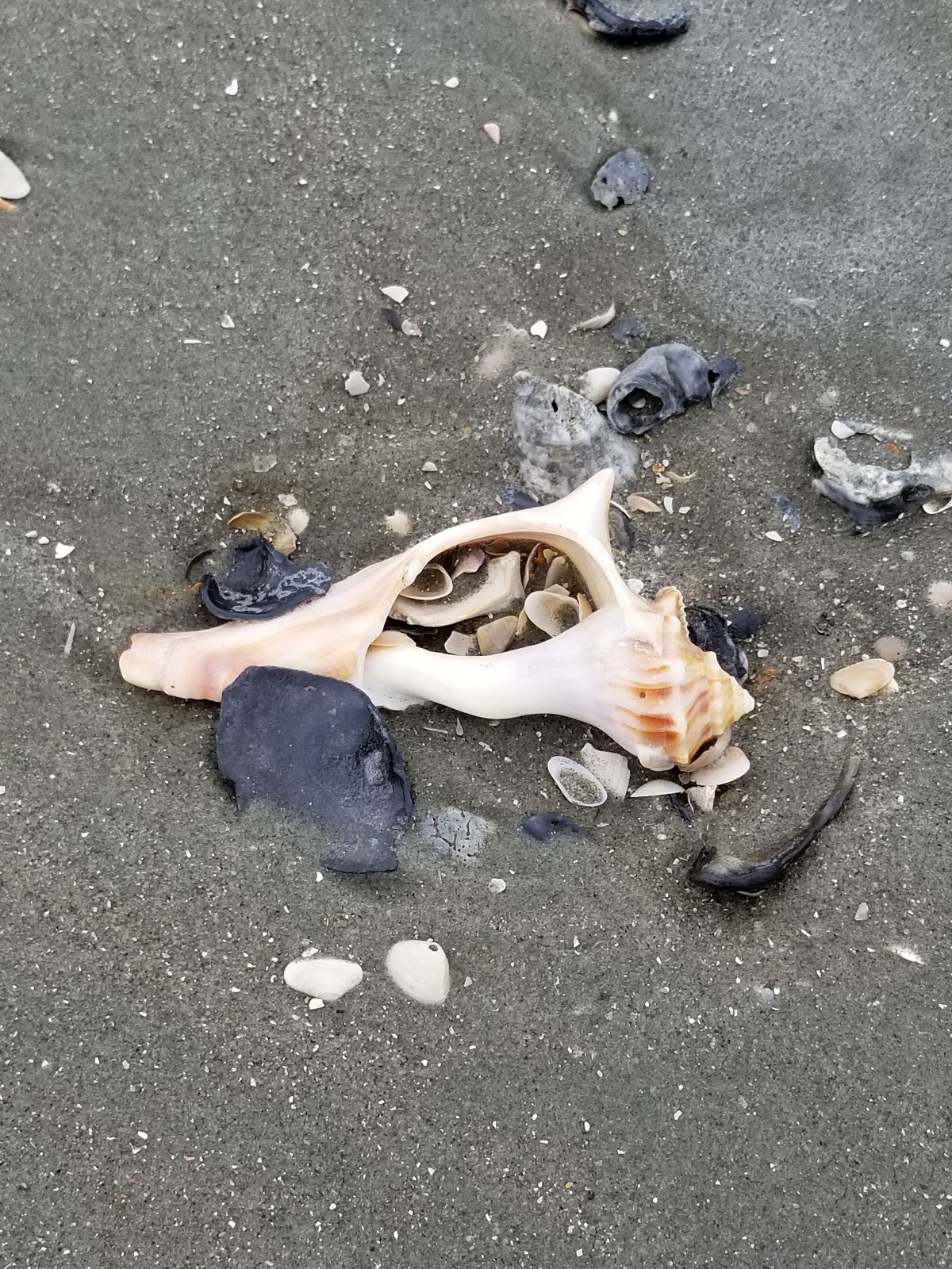 Gifts From the&nbsp;Ocean